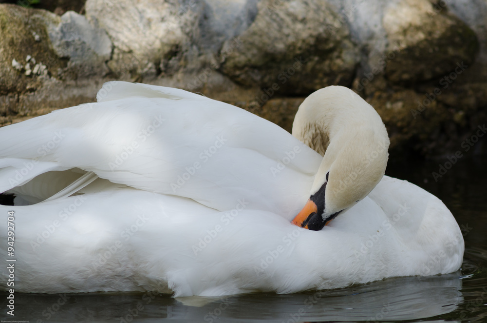 Obraz premium White swan is cleaning itself in the pool