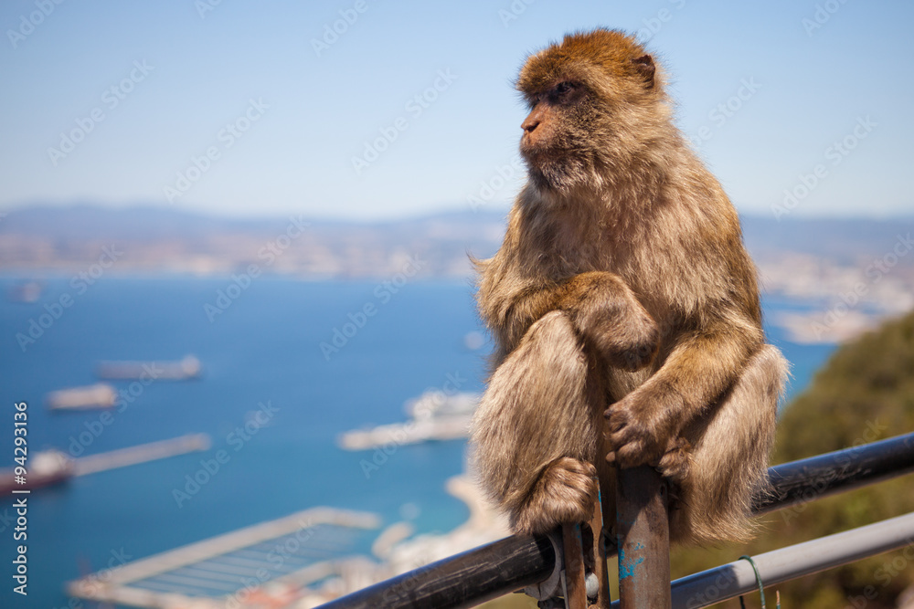 Macaque Monkey on Gibraltar