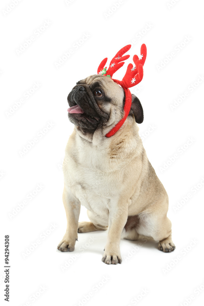 Funny pug dog in horns isolated on a white