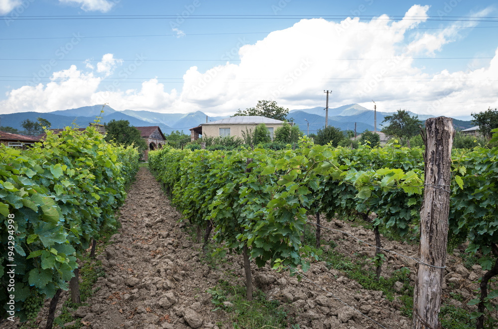 vineyard in Napareuli city in Georgia
