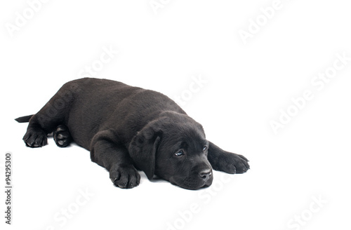 Puppy Black Labrador