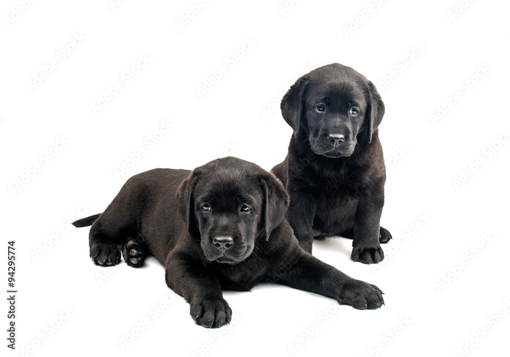 Fototapeta premium Puppy Black Labrador