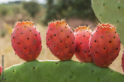 opuntia ficus indica