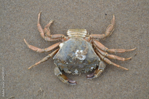 dode krab op het strand photo