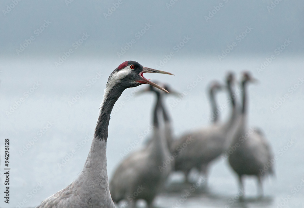 Obraz premium Portrait of the crane (Grus Grus) in the morning mist.Horizontal