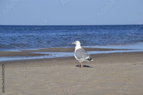  seagull