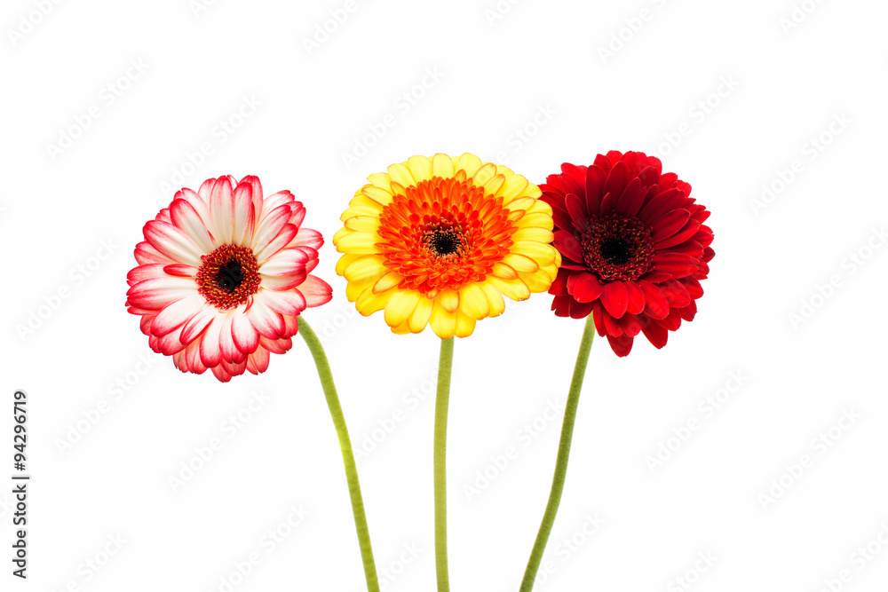 gerbera on a white background gerbera on a white background