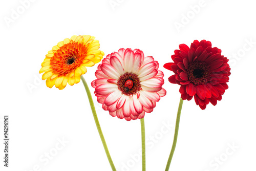 gerbera on a white background