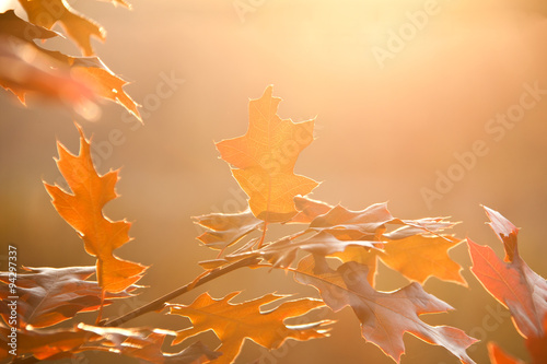red autumn leaves closeup