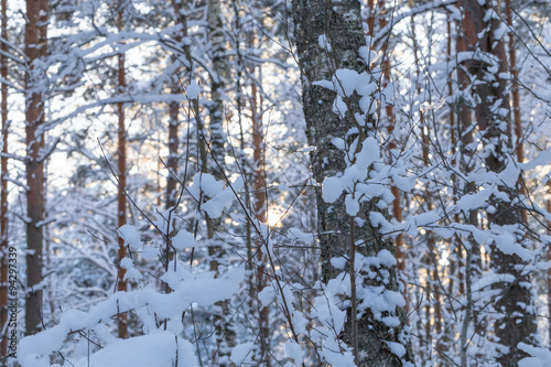 Winter forest © romantsubin