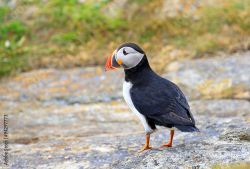 Atlantic Puffin standing on rock, from Newfoundland, Canada © birdiegal