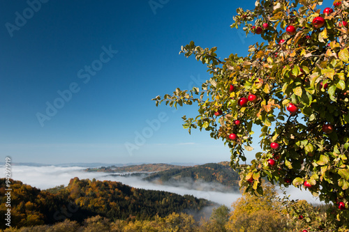 Canvastavla organic red apples on the tree in orchard with autumn scenery view