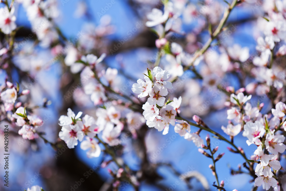 Fototapeta premium blooming tree branch in spring