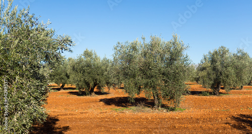 Olives plant at field in sunny day
