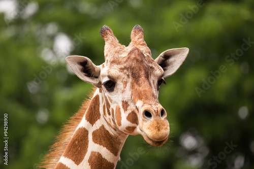 Portrait of Giraffe © donyanedomam