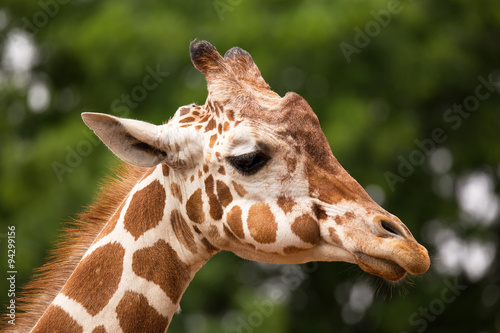 Portrait of Giraffe © donyanedomam