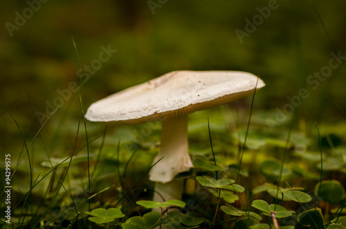 Knollenblätterpilz mit Klee im Wald