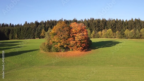 Herbst Bäume