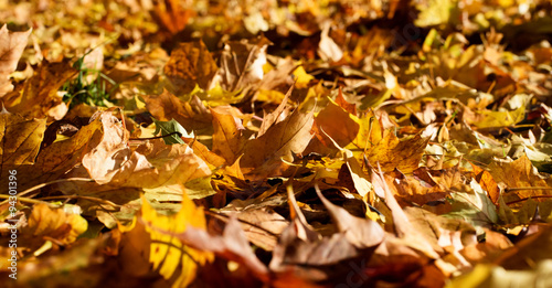 Orange and Brown Leaves on the Ground