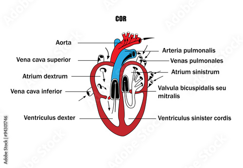 a schematic representation of the internal organs, the anatomy of the heart