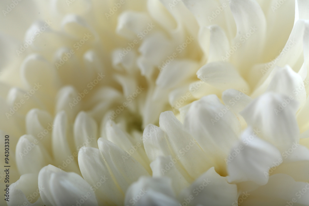 White chrysanthemum, macro White chrysanthemum, macro