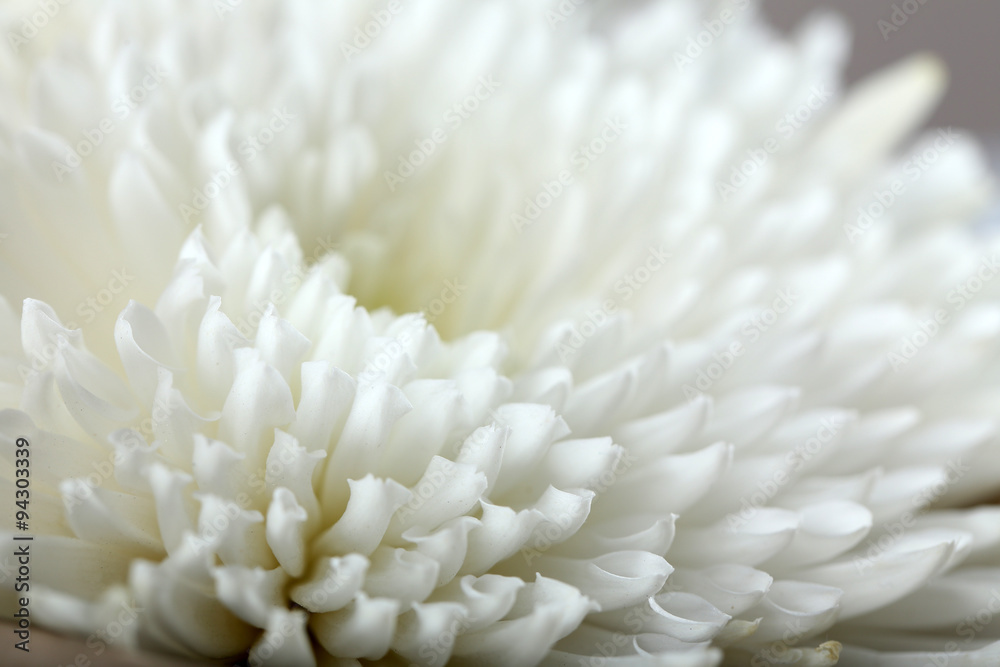 Beautiful autumn flower - white chrysanthemum Beautiful autumn flower - white chrysanthemum