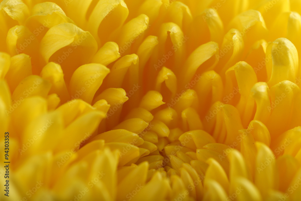 Delicate autumn yellow chrysanthemum, macro Delicate autumn yellow chrysanthemum, macro