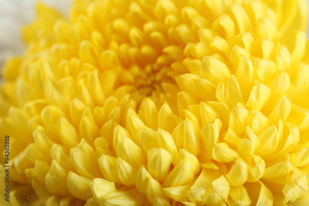 Tender yellow chrysanthemum, macro Tender yellow chrysanthemum, macro