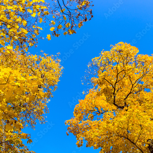 Autumn trees at the blue sky.