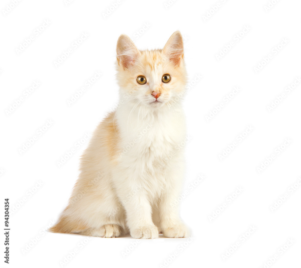 cute cat isolated over white background