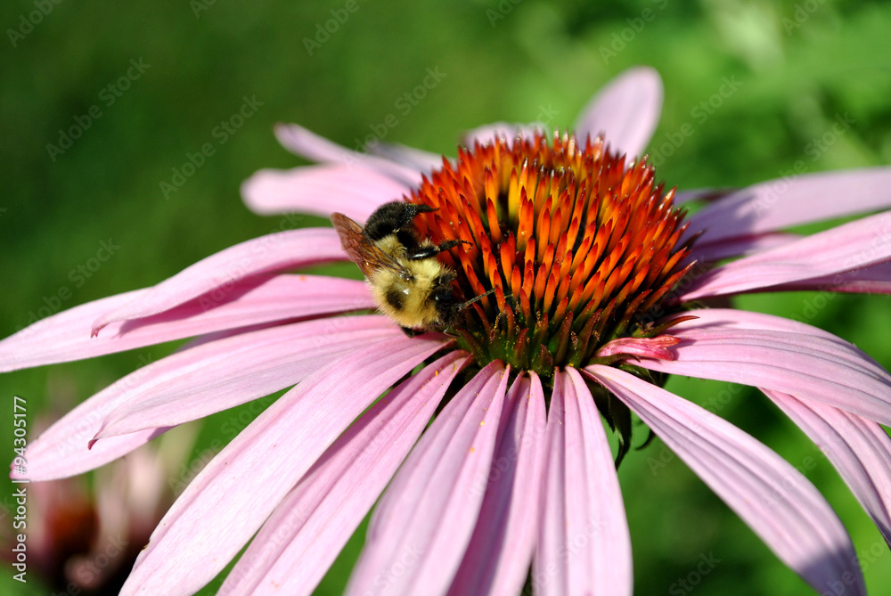 Bee collecting pollen on a conifer flower Bee collecting pollen on a conifer flower