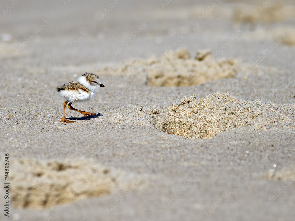 Piping Plover Chick on Beach next to Footprints