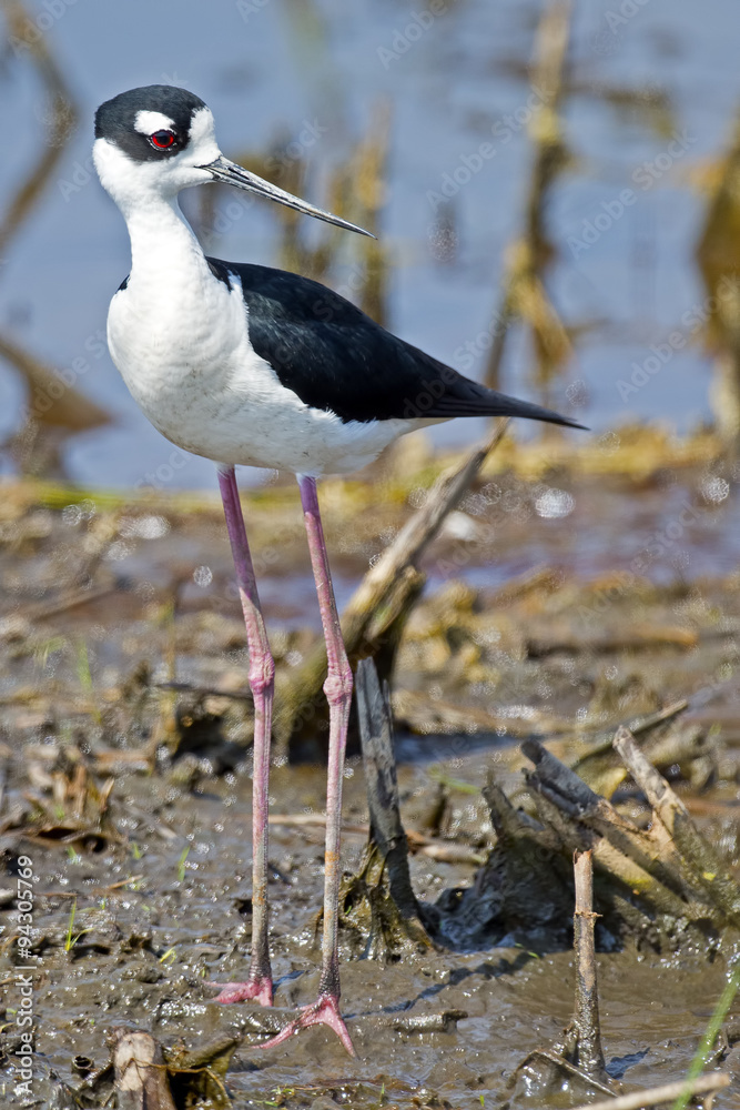 Obraz premium Black-necked Stilt in the marsh