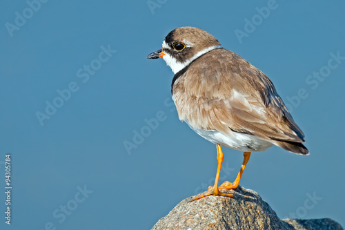 Semipalmated Plover photo