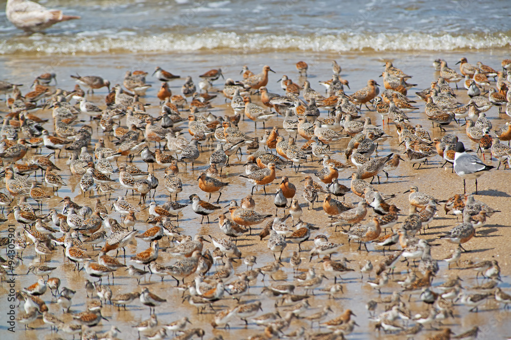 Thousands of Red Knots on the Beach Thousands of Red Knots on the Beach