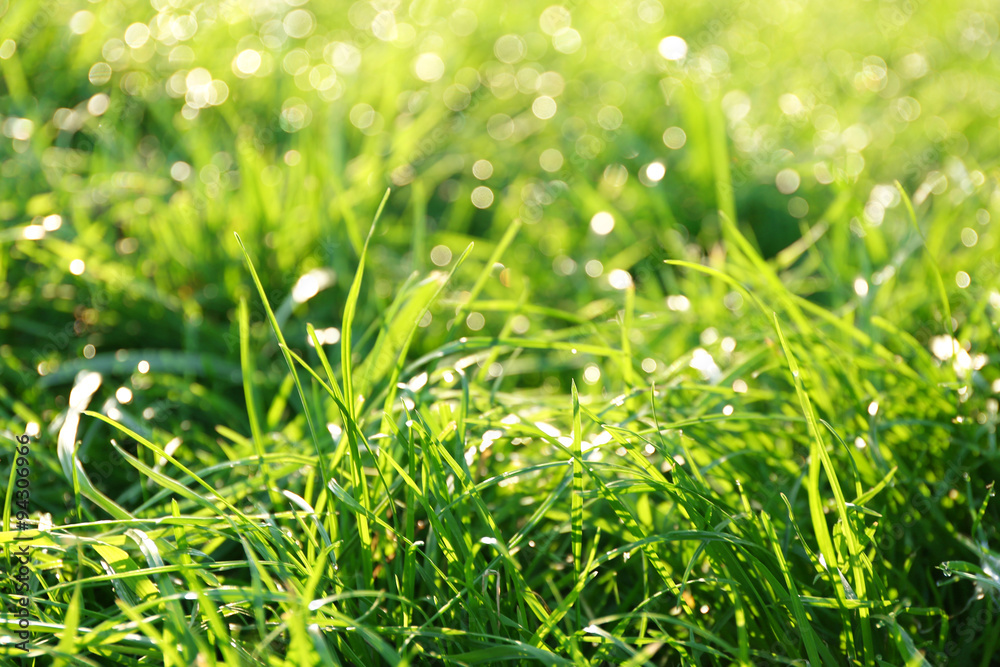 Obraz premium Green grass background