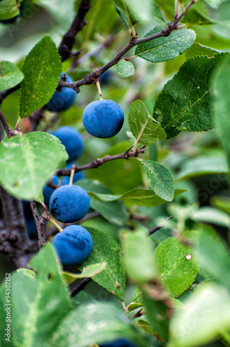 Blackthorn fruits