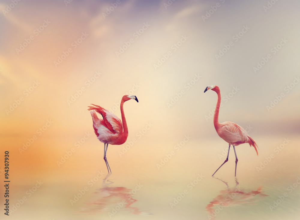 Naklejka premium Two Flamingoes at Sunset