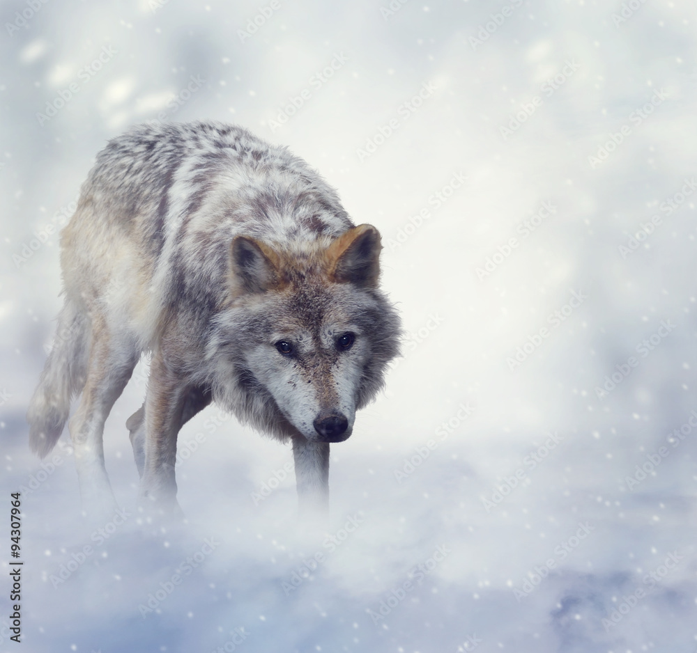Wolf In Winter Time