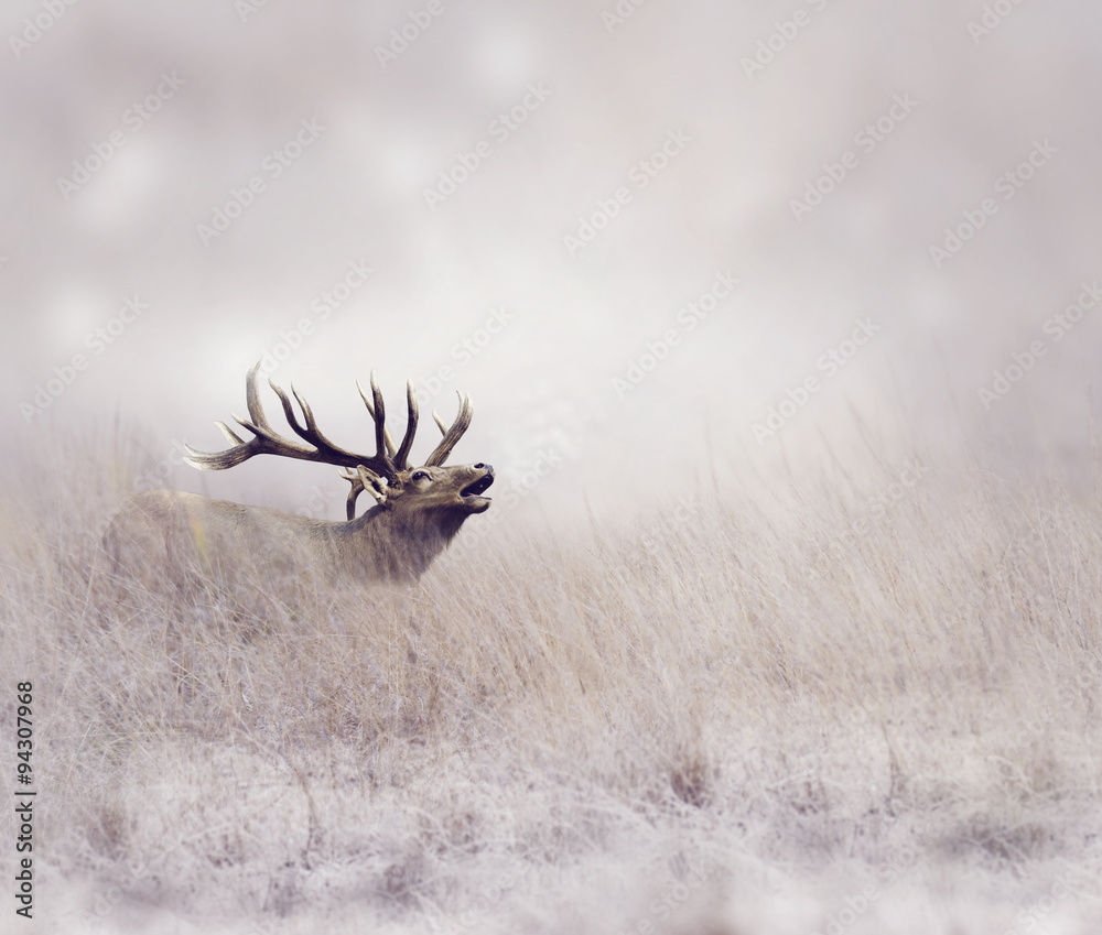 Naklejka premium Elk in Winter