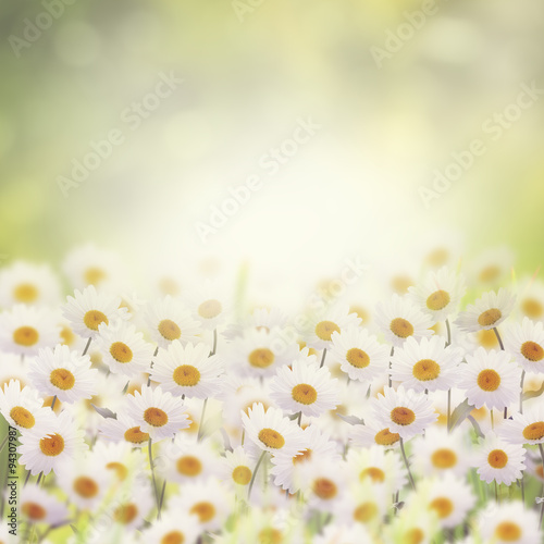 Fototapeta Naklejka Na Ścianę i Meble -  Daisies in The Flower Garden