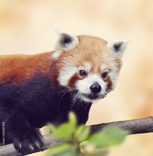 Fototapeta Naklejka Na Ścianę i Meble -  Red Panda Bear