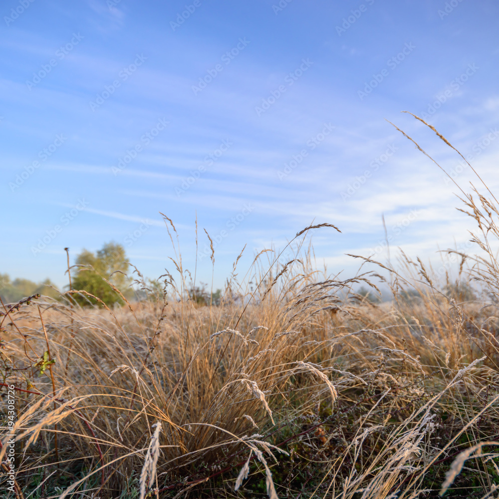 Fototapeta premium wild plant