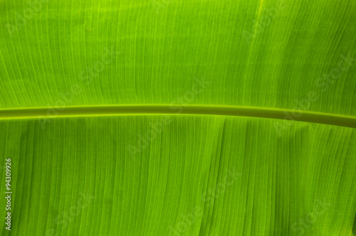 banana leaf