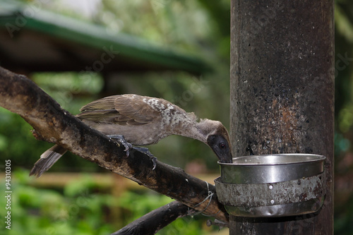 Molting helmeted friarbird
