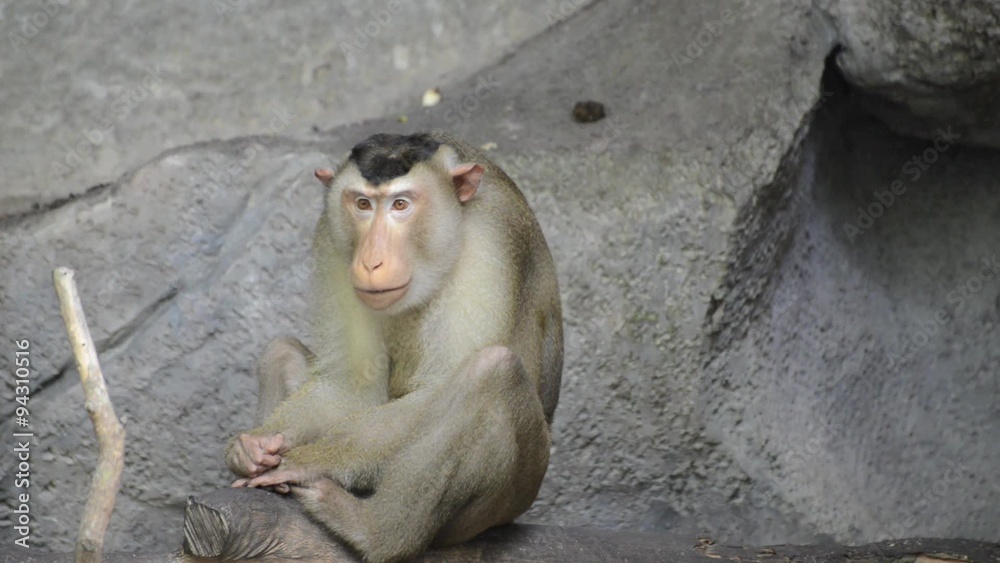 Monkey Monkey