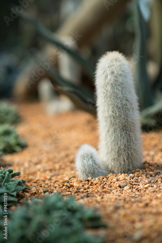 Cleistocactus strausii - Furry cactus plant