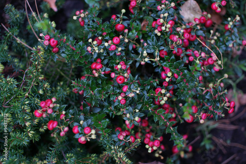 Wallpaper Mural Растения в ботаническом саду на Проспекте Мира Torontodigital.ca