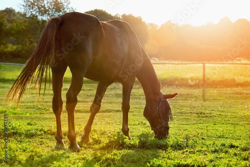 Fototapeta Naklejka Na Ścianę i Meble -  grazing horse in early morning backlight