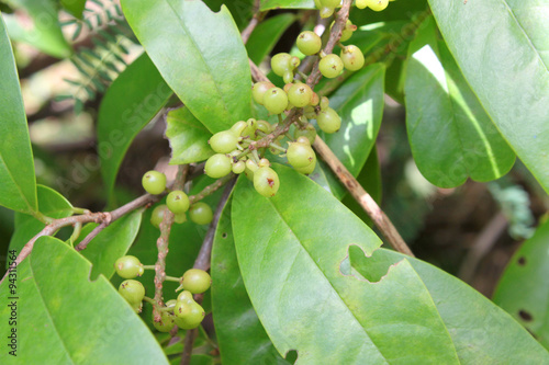 ebony fruits